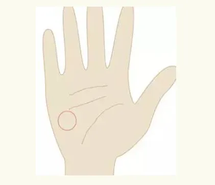 Intestine Zone Palmistry