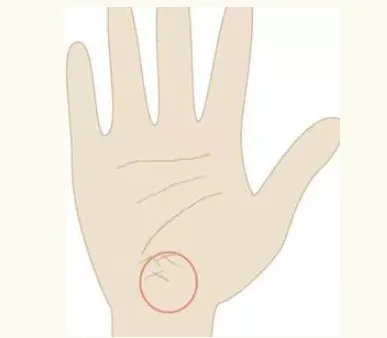 Reproductive Zone Palmistry