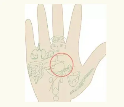 Stomach Zone Palmistry